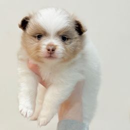 Chocolate Merle Girl CKC - Chocolate merle female Pomeranian puppy in Princeton, New Jersey from PureLove Poms.