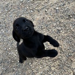 Labrador Retriever and Pembroke Welsh Corgi Puppies from Burress Family Farm and Kennels