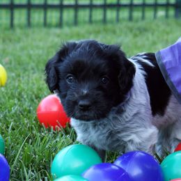 Schapendoes Puppies from Dream Star Schapendoes