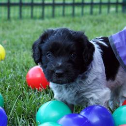 Schapendoes Puppies from Dream Star Schapendoes