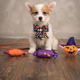 Musubi - White and red female Pembroke Welsh Corgi puppy in Saint George, South Carolina from Carolina cotton candy corgis