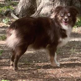 Ani - Miniature Australian Shepherd