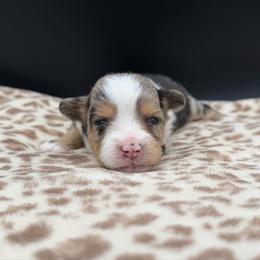 Boy 2 - Blue merle male Miniature Australian Shepherd puppy in Arcadia, Indiana from Sunset Cowgirl Mini Aussies