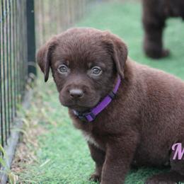 Mariana - Chocolate female Labrador Retriever puppy in Morriston, Florida from Penny Lane Labradors