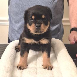Guiniviere- Pink collar girl - Black and mahogany female Rottweiler puppy in Carnesville,, Georgia from Von Knopf Rottweilers