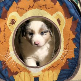 Girl 1 - female Australian Shepherd puppy in Phoenix, Arizona from Heartfire Aussies