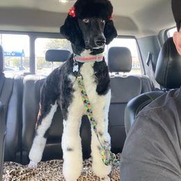 Addie - Poodle