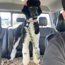 Addie - Poodle