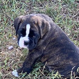 Sergeant - Brindle male Boxer puppy in Custer, South Dakota from Tracy's Boxers