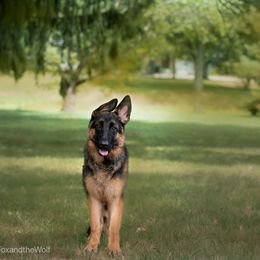 German Shepherd Puppies from Riverline Shepherds