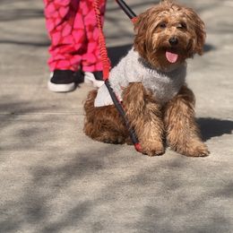 French Bulldog, Goldendoodle, and Golden Retriever All Grown Up from SoCalFamilyFrenchies, Doodles and more