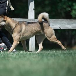 Kishu Ken All Grown Up from Ourou Sou