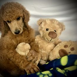 Poodle Puppies from Prissy Pants Poodles LLC