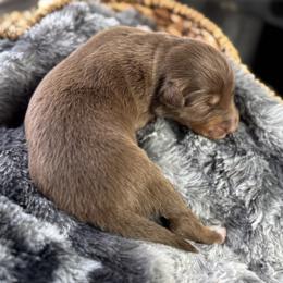 Girl 5 - Red & white female Australian Shepherd puppy in Volant, Pennsylvania from Addie's Aussies