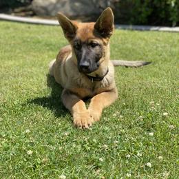 Beauceron, German Shepherd, and Golden Retriever Puppies from Von Zirbes Hundehutte