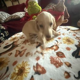 2 - Piebald male Dachshund puppy in Lakecreek, Oregon from Forever Doxie