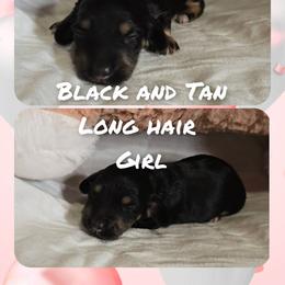 Girl 1 - Black and tan female Dachshund puppy in Rutherfordton, North Carolina from Knock Out Doxie’s