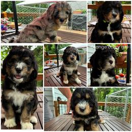 Bernedoodles from Mercury Bernedoodles