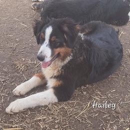 HAILEY - Black tri-color female Australian Shepherd puppy in Elk Creek, Missouri from Hearts on Fire Australian Shepherds