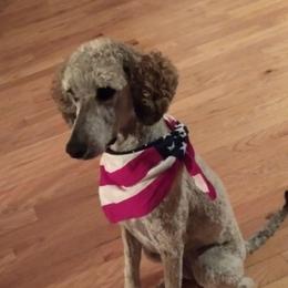 Libby - Sable female Bernedoodle puppy in Fairfield, Illinois from Positively Doodles