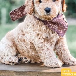 Goldendoodles and Golden Retrievers from VogelsbergFamilyFarm