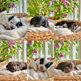 4th pick boy - Black and white male Cavapoo puppy in Cannon County, Tennessee from Hilltop Doodles and Poodles