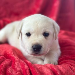Black Collar - Labrador Retriever puppy from Southern Sunshine Labradors