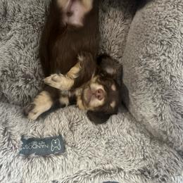Cole - Chocolate and cream male Dachshund puppy in Kissimmee, Florida from Dazzling Frenchies and Doxies