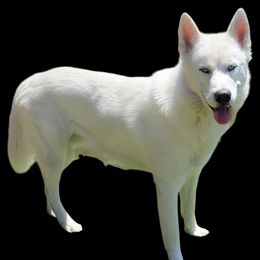 Glacier - Siberian Husky