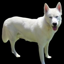 Glacier - Siberian Husky