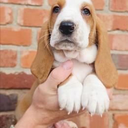 Carl - Red and white male Basset Hound puppy in Bellaire, Ohio from Blessed Bassets