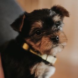 Yorkshire Terriers from Arizona Yorkies