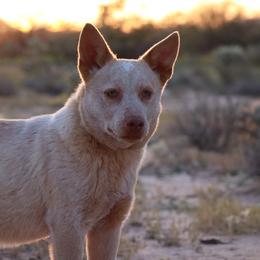 Tumbleweed - Red speckled male Australian Cattle Dog puppy in Tucson, Arizona from Socattleranch’s Corgi’s