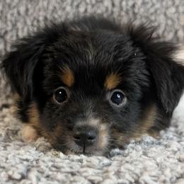 Patsy - Black tri female Toy Australian Shepherd puppy in Shepherd, Texas from GAMALA Farm & Kennels