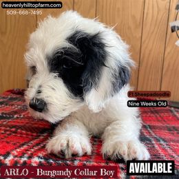 Goldendoodle, Poodle, and Sheepadoodle Puppies from Heavenly Hilltop Farm