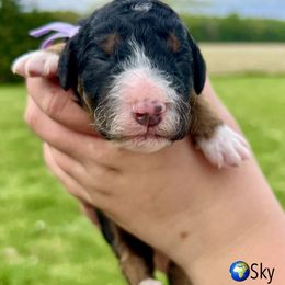 Bernedoodle and Goldendoodle Puppies from Brunsman Country Doodles LLC
