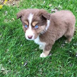 Australian Shepherd Puppies from Bear Pond Aussies