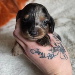 The King of Hearts- Alice in Wonderland Theme Litter. - Dapple male Dachshund puppy in Woodland, Washington from SJs Dachshunds