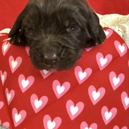 Dora - Brown female Newfoundland puppy in Goodhue, Minnesota from Claypits Newfoundlands