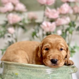 1st Pick Female - Dark golden female Golden Retriever puppy in Ohatchee, Alabama from The Golden Life