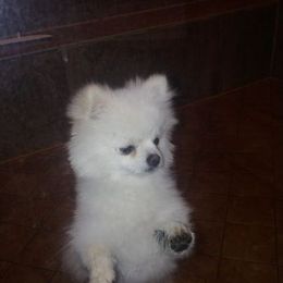 Pomeranians from Tanya's Pixie Pups