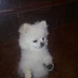 Pomeranians from Tanya's Pixie Pups