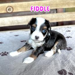 Fiddle - Brown and white female Bernedoodle puppy in Banner Elk, North Carolina from Walnut Tree Bernedoodles