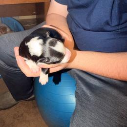 Female with lots of black - Black and white female Border Collie puppy in Lebanon, Oregon from Cahill’s Canines