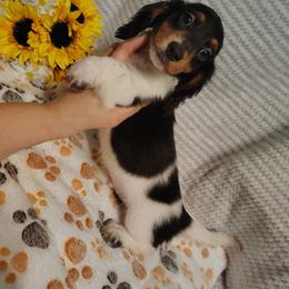 Lincoln - Piebald male Dachshund puppy in Hudson, Michigan from Mittentail Kennel Miniature Dachshunds & Australian Shepherds