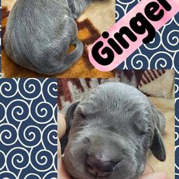Ginger - Blue female Great Dane puppy in Wellsville, New York from Prophecy Danes
