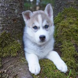Lilah - Sable and white female Siberian Husky puppy in Wiscasset, Maine from Running with Huskies