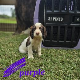 Boykin Spaniel and English Springer Spaniel Puppies from 31 Pines Springers & Retrievers