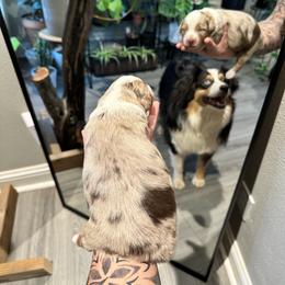 Miniature American Shepherd and Miniature Australian Shepherd Puppies from Whiskeytown Aussies