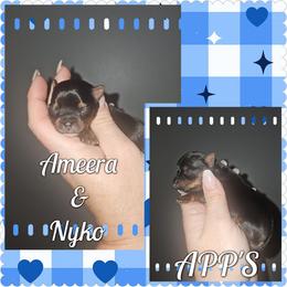 Waylon - Black and tan male Yorkshire Terrier puppy in Wartburg, Tennessee from Amanda's Precious Pups